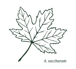Sugar maple leaf. The sketch is drawn by hand, in ink with a pencil. Names in Latin. Acer sacharum. Isolated on white background. Vector.