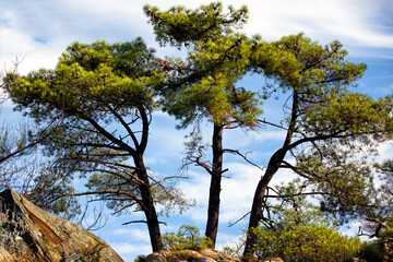 Pinos en Cadalso de los Vidrios