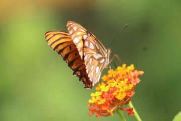Fototapeta na wymiar Papillon, insecte polinisateur