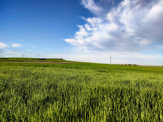 Sembrados en primavera