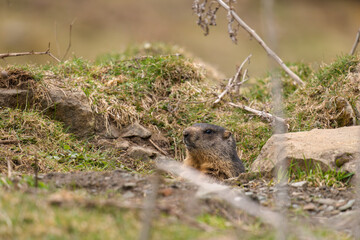 a marmot to his cave in the mountains at a spring morning after hibernation