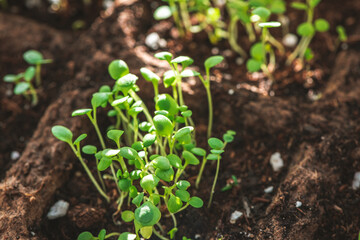 A small green sprouts in a peat pot against the background of the earth, planting plants in the spring in open ground. Eco care concept, germinating seeds in peat pots.
