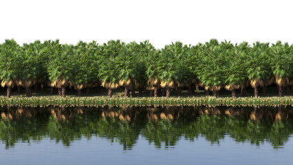 Fototapeta na wymiar tropical jungle on the river bank on a transparent background, 3D illustration, cg render 