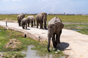 Herd of elephants walks down a road in Amboseli National Park Kenya