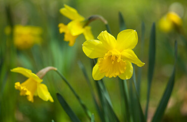 Daffodils on a sunny day.