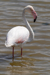 Portrait of a flamingo standing in the water in Amboseli National Park, Kenya Africa