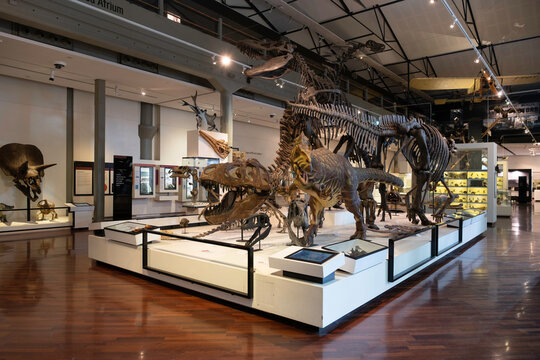 LAUNCESTON, TASMANIA, AUSTRALIA - MARCH 01 2023: Tasmanian natural science and history displays in the Queen Victoria Museum Inveresk and Art Gallery (QVMAG)