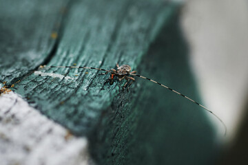 barbel beetle on a wooden surface close-up