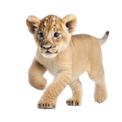 lion cub walking , isolated on transparent background cutout , generative ai