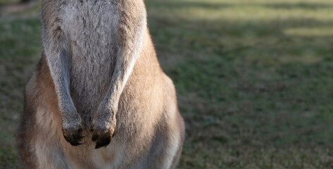Front paws and sharp long curved claws of a kangaroo standing on its hind legs in a green meadow. Space for text or design on the right