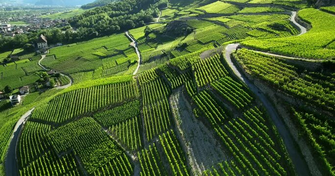 Aerial view of Swiss terraced vineyards