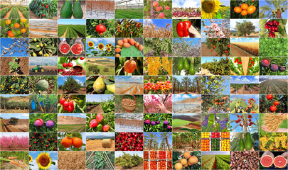 Agriculture of Israel. Vegetables and fruits grown in Israel and agricultural landscapes. Collage of our photos