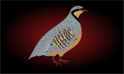 chukar bird logo design