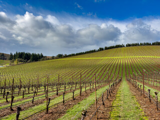 Fototapeta na wymiar A vineyard on a hill on a clear winter day near Salem Oregon