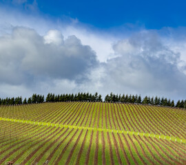 A vineyard on a hill on a clear winter day near Salem Oregon