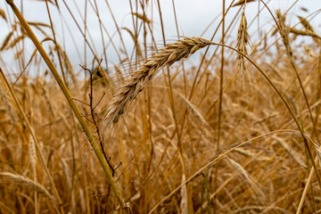 Campo de trigo con espigas doradas natural
