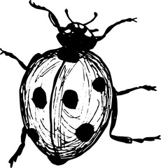 Ilustration of ladybug or ladybird  © khudoliy