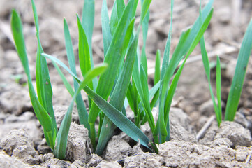 Autumn shoots of winter wheat