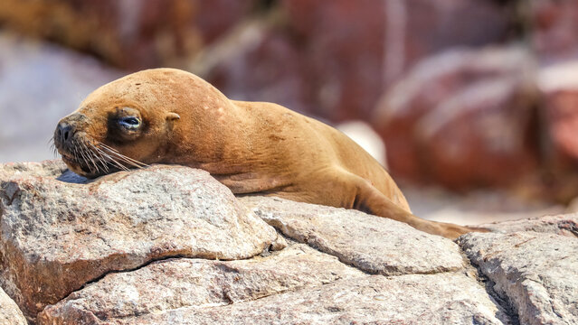 Paracas, Peru