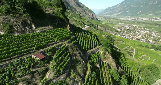 Aerial view of Swiss terraced vineyards