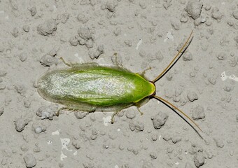 Cuban Cockroach (Panchlora nivea) dorsal view on a building wall in Houston, TX. They are not...