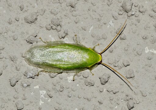 Cuban Cockroach (Panchlora nivea) dorsal view on a building wall in Houston, TX. They are not considered pests due to their outdoor nature. Seldom are they found indoors.