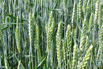 On a farm field close up of spikelets of young wheat
