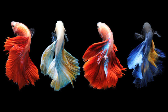 Rear view of four betta fish swimming side by side against a black background, Indonesia