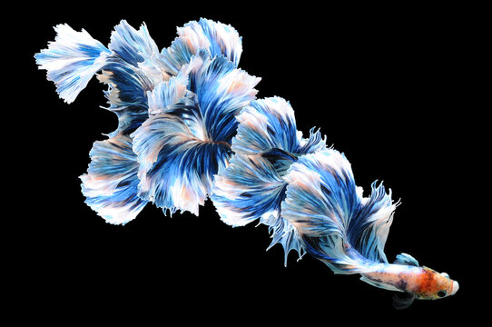 Close-up of a betta fish with an oversized blue tail against a black background, Indonesia