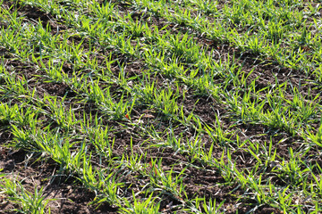 Winter wheat on a spring field