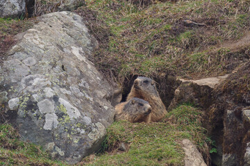 two marmots to her cave on the mountains at a spring morning after hibernation