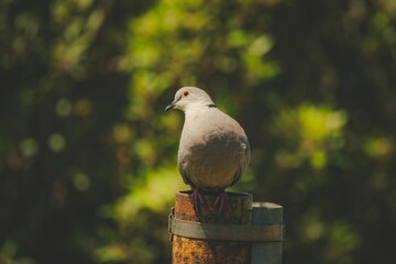 Closeup shot of a dove perched on a wooden column