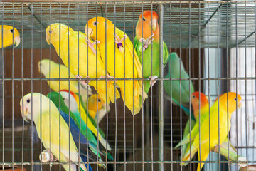Little colorful parrots in a cage