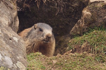 a marmot to his cave in the mountains at a spring morning after hibernation