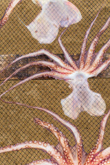 Octopuses dries on a net