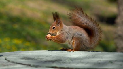 Naklejka na ściany i meble squirrel sits on the ground and eats nuts