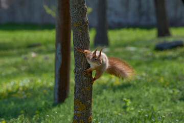 A squirrel hanged by a tree and playing on its bark. Wildlife mammal animals in the park or forest.