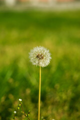 Whole dandelion against grass