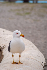 seagull on a rock