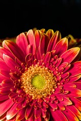 Vertical shot of details on a blooming bright pink gerbera flower