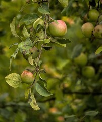 Vertical closeup shot of a tree branch with green red apples