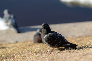 portrait of a gray pigeon
