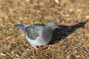 gray dove close up