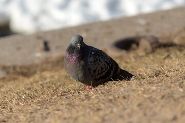 gray pigeon close up