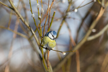 blue tit on a tree branch in spring