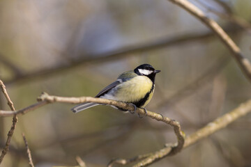 Obraz premium portrait of a titmouse