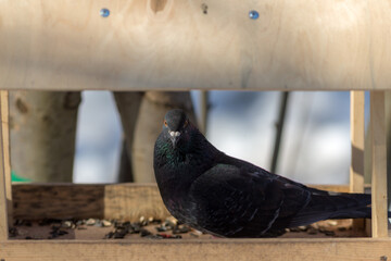 closeup portrait of a gray pigeon