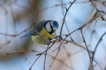 Naklejka premium portrait of blue tit