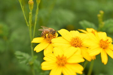 Bee perched on a yellow flower. The flower is a daisy, and the bee is a honey bee. The bee is perched in the center of the flower and is drinking nectar.
