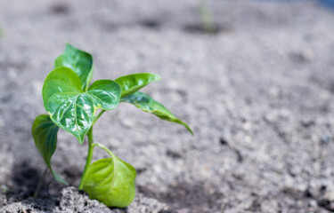 Close-up of transplanted tomato seedlings on a watered bed. planting vegetables on a farm. Gardening, agronomy, farming, organic gardening and the concept of growth.